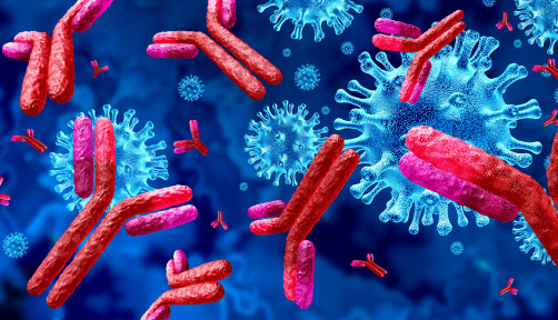 Antibodies attacking SARS-CoV-2, the coronavirus that causes COVID-19