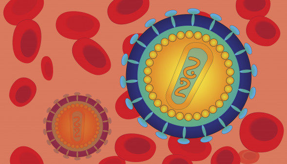 Schematic image of the human immunodeficiency virus