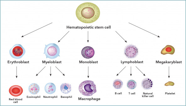 immune system cells lineage