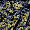 Colorized transmission electron micrograph of avian influenza A H5N1 virus particles (gold) grown in epithelial cells.Colorized transmission electron micrograph of avian influenza A H5N1 virus particles (gold) grown in epithelial cells.