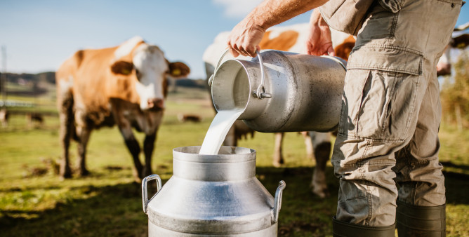 Farmer pouring raw milk into container